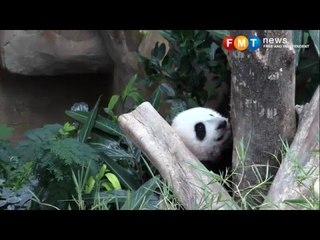 Anak gaint panda diberi nama Nuan Nuan
