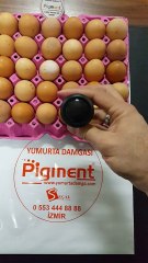 PİGMENT YUMURTA DAMGALARI