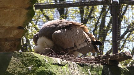 Casal homoafetivo de abutres adota ovo