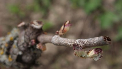 Gelées sur les vignes sarthoises