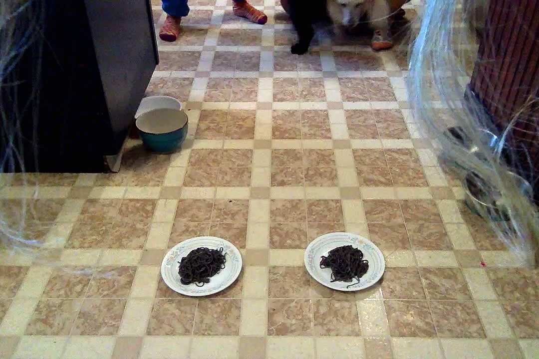 Spaghetti Eating Contest Maya (white dog) versus Simon (black dog)