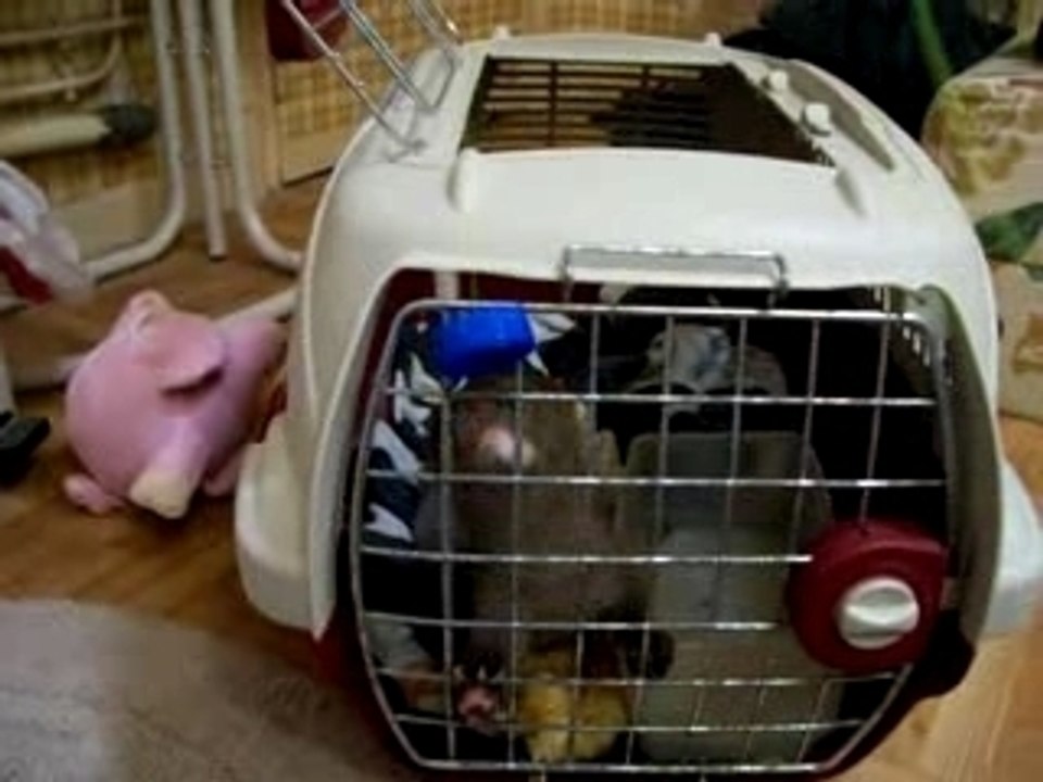 Lithium et le jeu du bouchon sur la porte de la cage