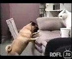 Hund .vs. Katze