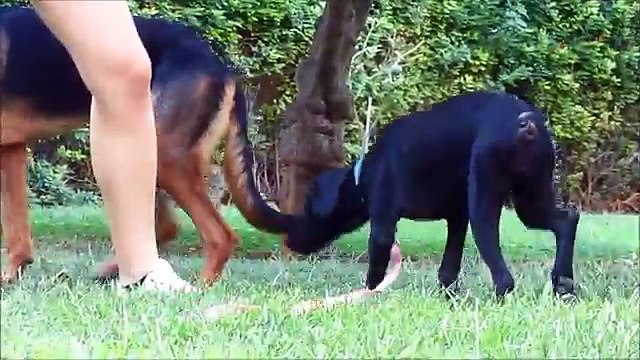 IL CORPO DI QUESTO CANE ERA COPERTO DA QUALCOSA DI ASSURDO: ECCO LA SUA TRASFORMAZIONE