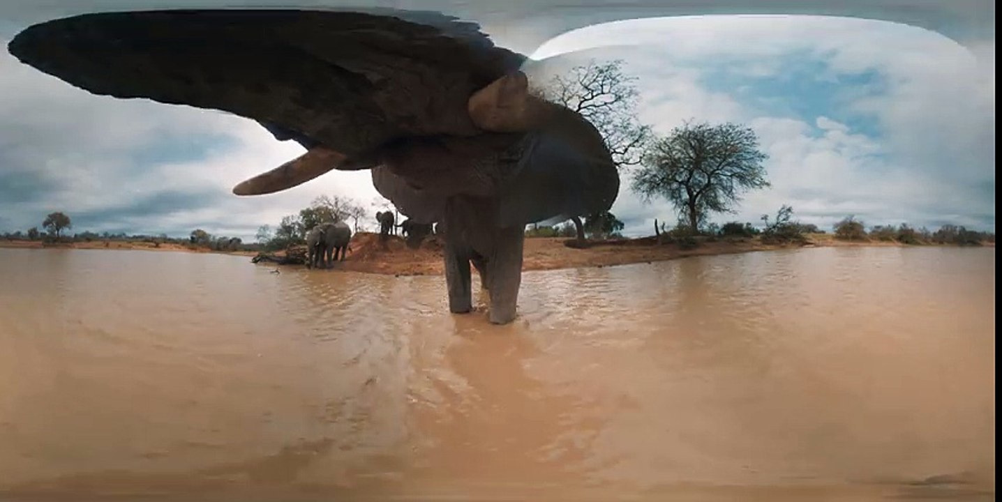 Elephants on the Brink (360 Video)