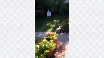 El Pulso | Los mejores amigos [-d-e-l-] hombre no siempre son los mejores | [-T-e-l-e-m-u-n-d-o-]