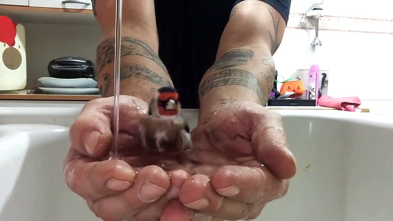 Ce gars se sert de ses mains afin de créer un bain d'oiseaux.