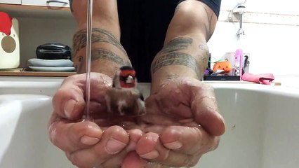 Ce gars se sert de ses mains afin de créer un bain d'oiseaux.