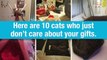 El Pulso | 10 cats who just dont care about your gifts | [-T-e-l-e-m-u-n-d-o-]