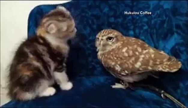 Funny Videos Clips I Funny Cat Videos I Funny Pranks For kids