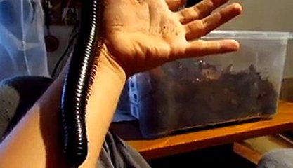 Un mille pattes géant sur le bras...