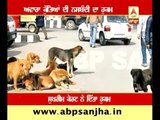 Supreme court orders  sterilization of stray dogs