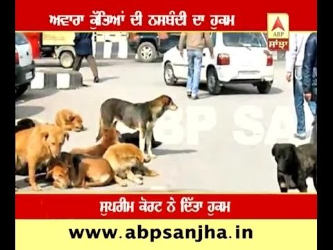 Supreme court orders sterilization of stray dogs