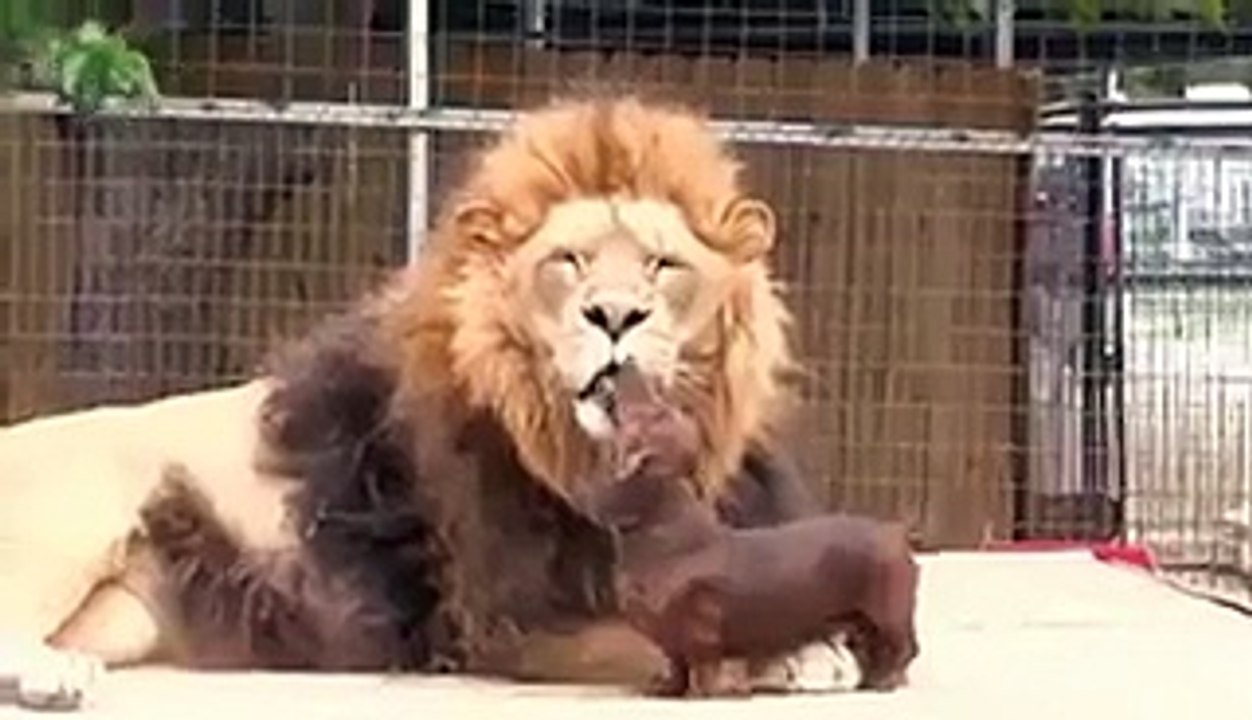 lion attack small dog !!!
