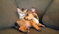 Un chaton joue avec un bébé chien... SO CUTE!