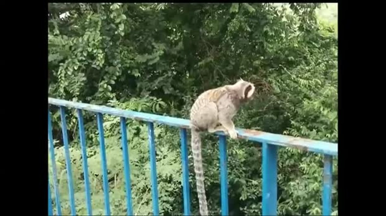 RJ: Macacos invadem apartamentos à procura de comida em Copacabana