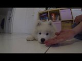 Fluffy Samoyed Pup Shakes Paws