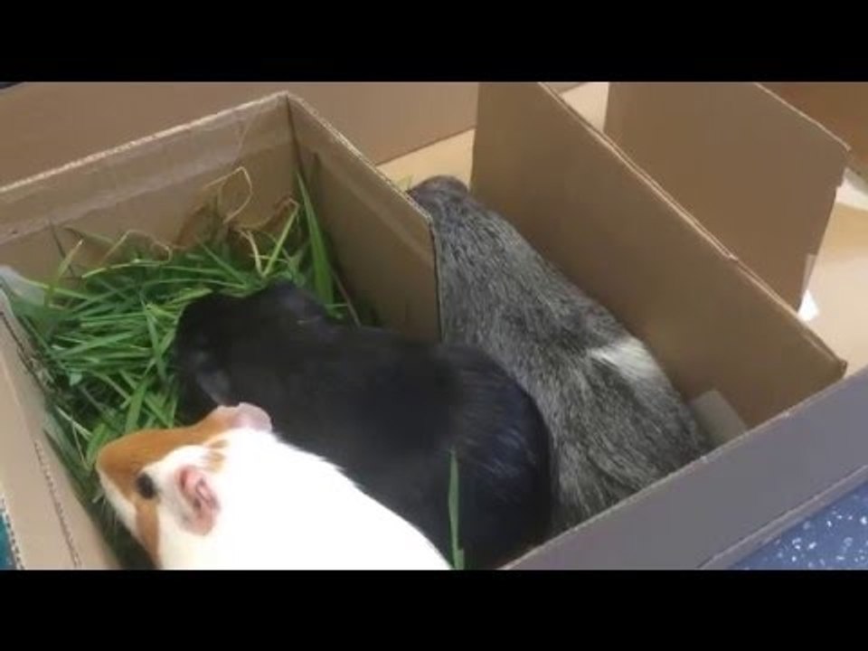 Guinea Pigs Race for Grass in Maze Challenge