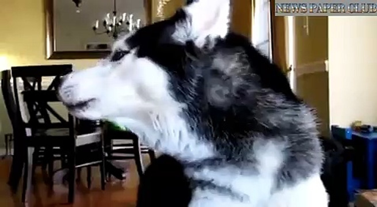Dog Talking