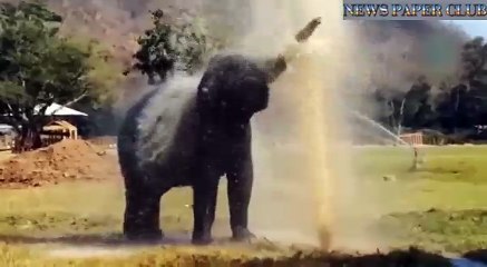 elephant playing with water