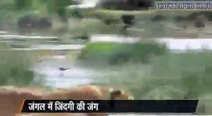 fight between zebra and lioness