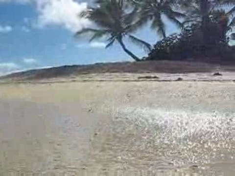 Au ras des flots bois de fer