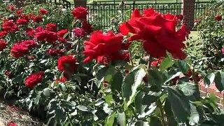 Rose Varieties