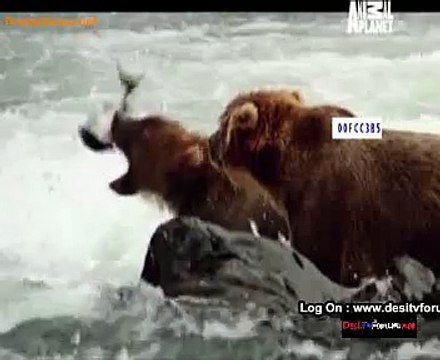 The Wild Ones 3rd November 2014 Video Watch Online pt1