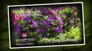 Indian Hawthorn Southern Gardening Television