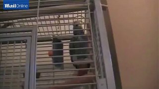 Patriotic parrot can whistle theme to The Great Escape