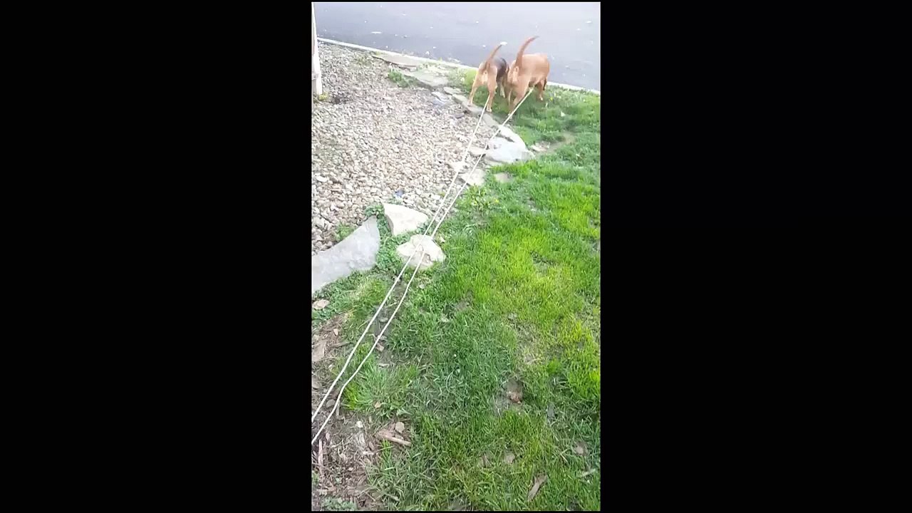 Frantic Beagle Love - Zoe knocks me over