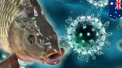 Australia plans to use herpes to get rid of invasive carp