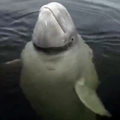 Funny Whale - Full Time Funn