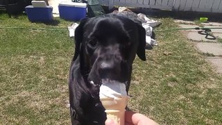 Watching a hungry dog eat an ice cream is strangely satisfying