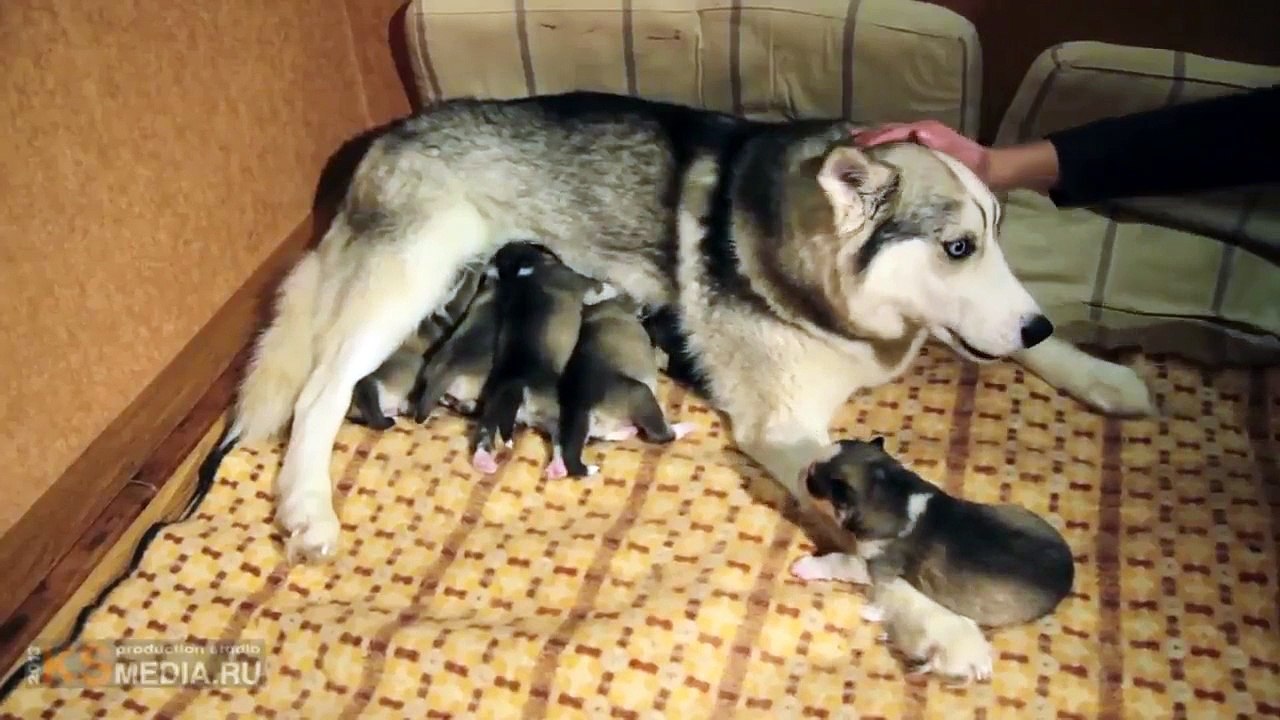 Забавные Щенки Хаски.