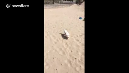 Dog experiences the beach for the first time and loves sand