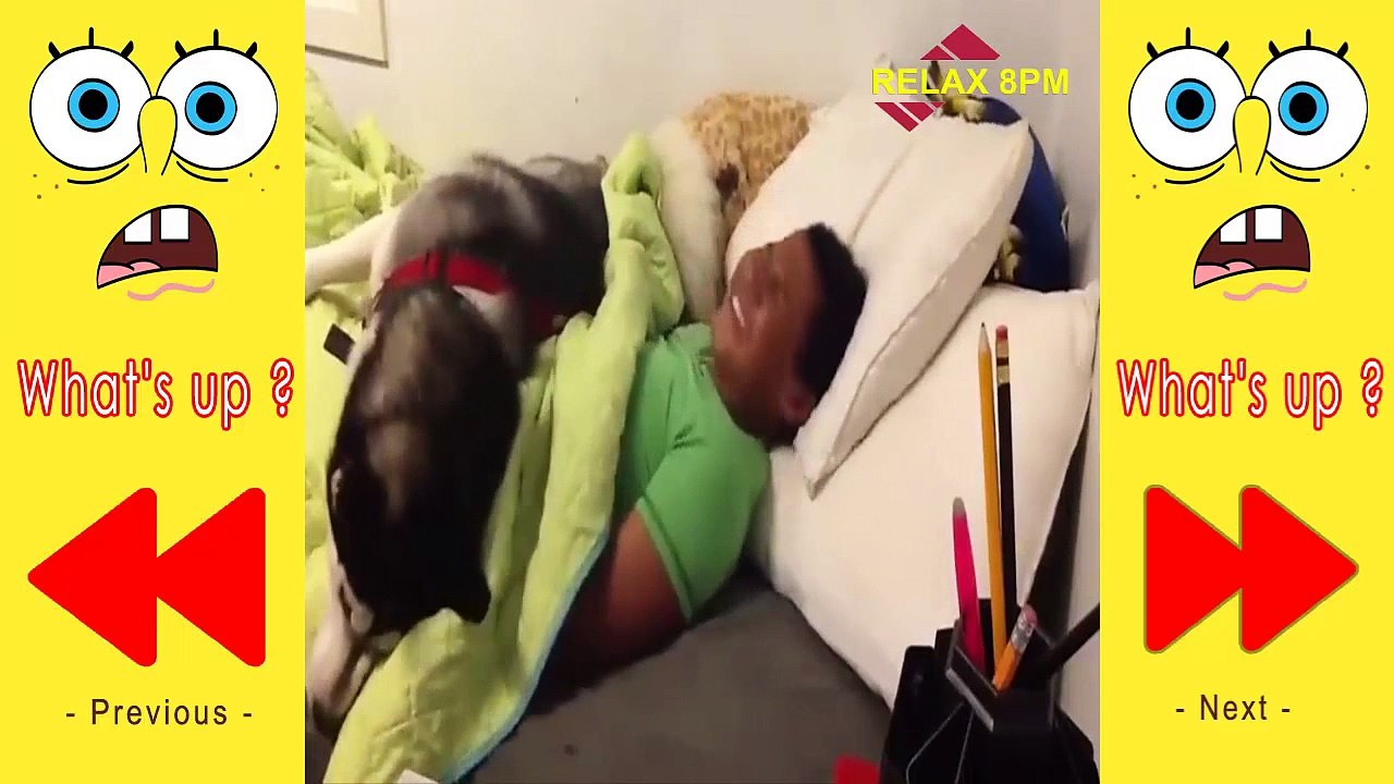 Top 10 Funny Animals Compilation 2016