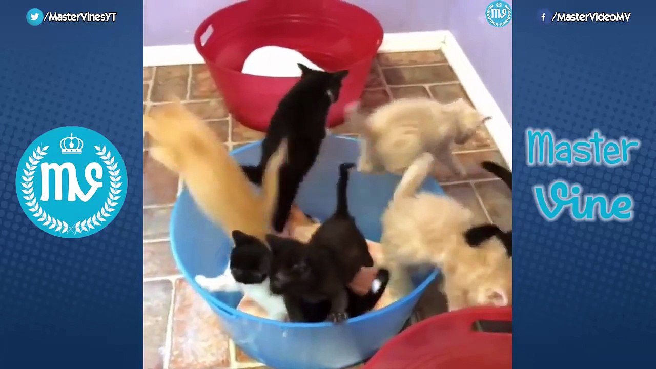 Funny Cat Compilation 2016