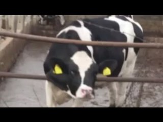 Abruzzo - Allevamenti "lager" di bovini, maxi sequestro del Nas (05.05.16)