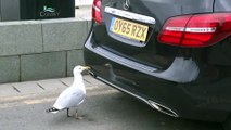 Cette mouette combat son reflet dans le pare choc d'une Mercedes