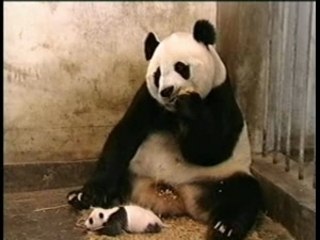 Panda hurleur !