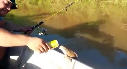 How fisher give beear to fish