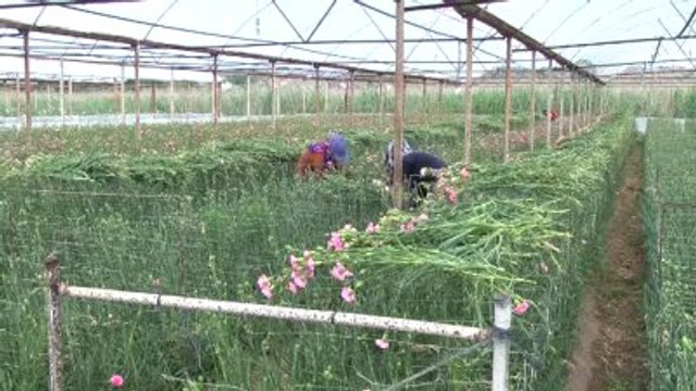 Kesme Çiçek Sektörüne Anneler Günü Dopingi