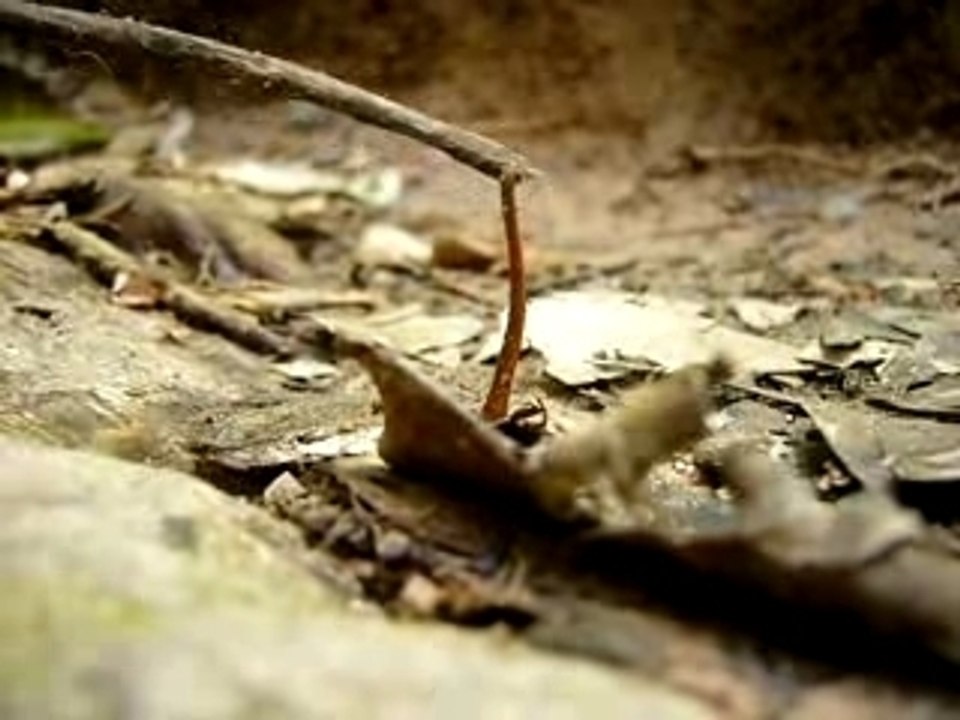 Malaisie - Sangsue bâton