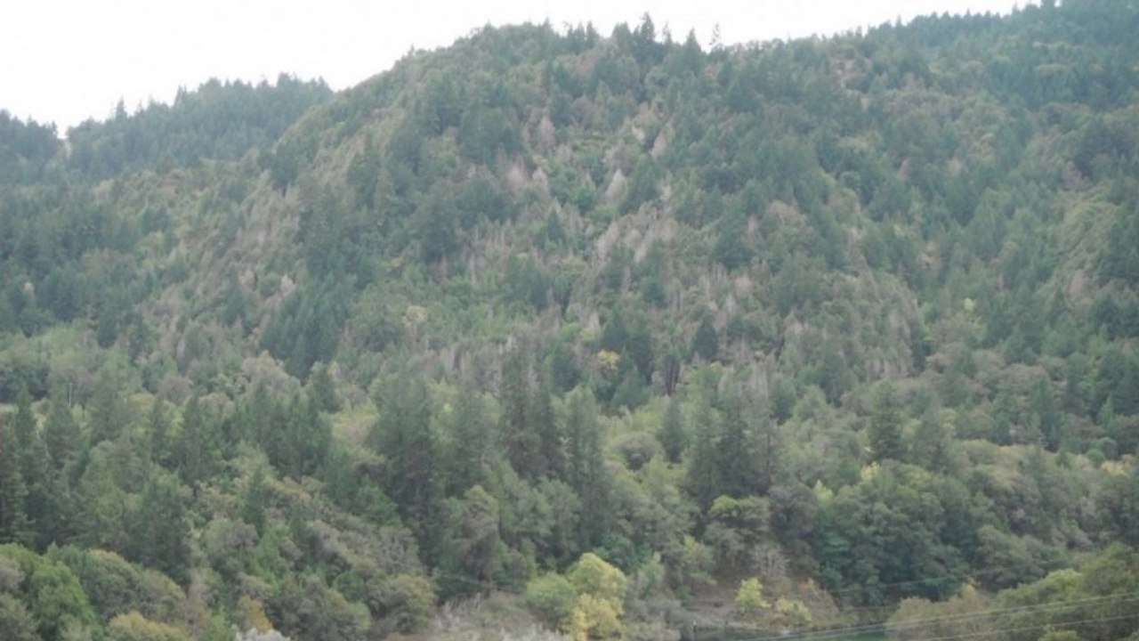 Why millions of California trees are dying