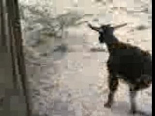 bizarre chèvre a deux pattes