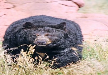 라이브배팅 ≪superCAR123,COM(코드:6623)≫ヰ네임드달팽이 양방배팅계산기