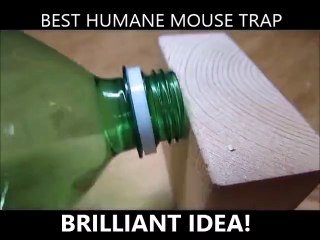 Best human mouse trap using an empty plastic bottle