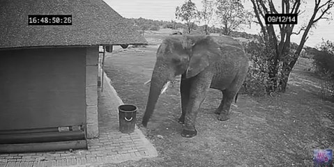 Elephant throwing wrappers into the dust bin Learn manners
