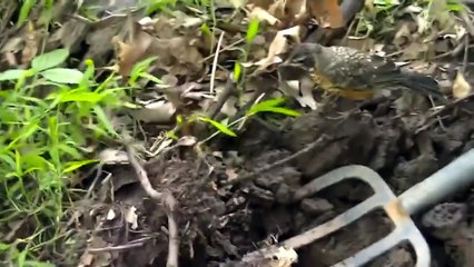 Man Helps Baby Robin Find Worms
